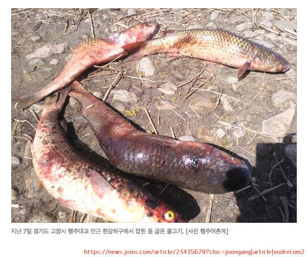 韓国　海　汚染　奇形　魚　コスメ　ムスクケトン
