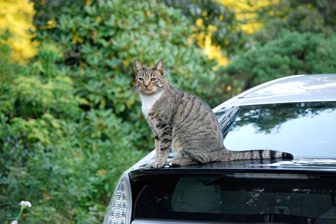 猫と車