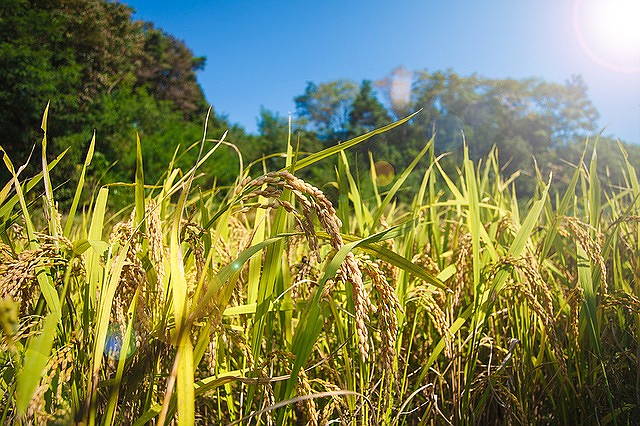 新嘗祭　11月23日