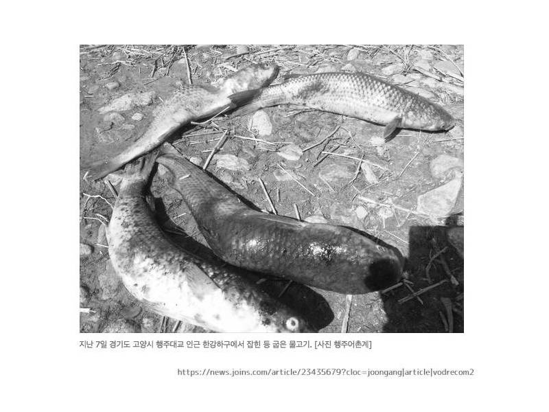 韓国　奇形　魚　海　汚染　糞尿　ノロウイルス　食中毒　汚染