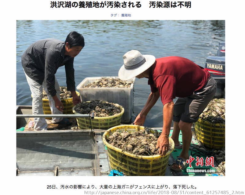 洪沢湖　しじみ　輸入　中国産　汚染　大量死　上海カニ　魚　原因不明　汚水