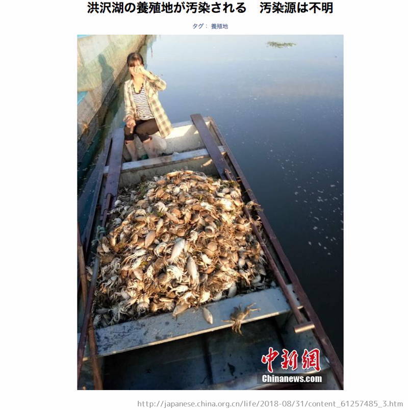 洪沢湖　しじみ　輸入　中国産　汚染　大量死　上海カニ　魚　原因不明　汚水